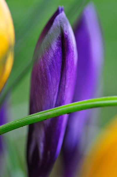 Krokusse, Deutschland 2011.